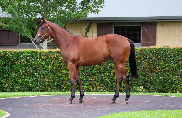 Lot 730: Ocean Park (NZ) / Toffee Nose