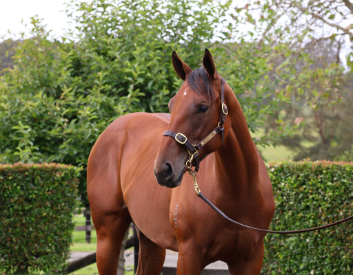 Lot 94: Written By / Cap Gris Nez