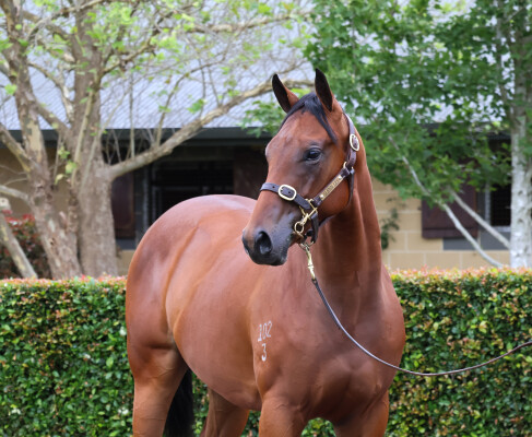 Lot 322: Yes Yes Yes / Indigenous