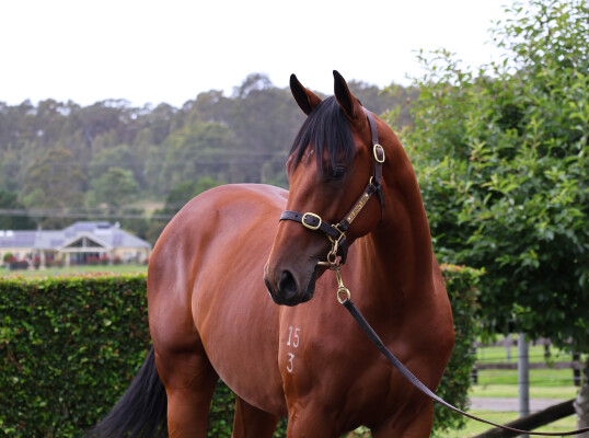 Lot 510: Home Affairs / Peace of Mind