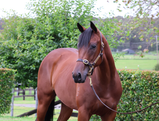 Lot 730: Ocean Park (NZ) / Toffee Nose