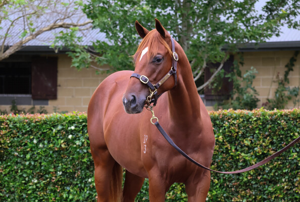 Lot 234: Bivouac / Forte