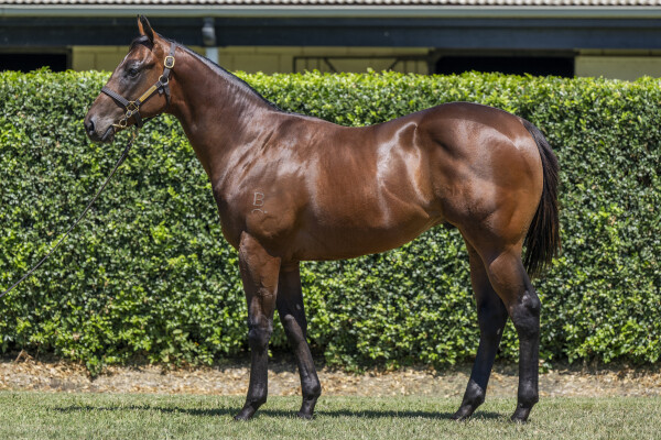 Lot 110: Spirit of Boom / Chezblack