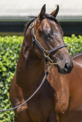 Lot 110: Spirit of Boom / Chezblack