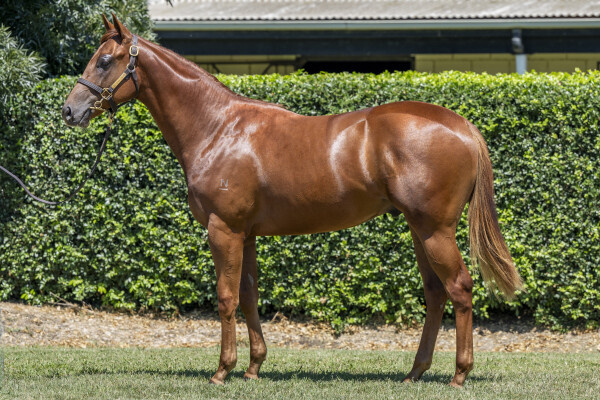 Lot 138: Capitalist / Danish Twist