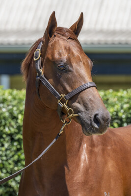 Lot 138: Capitalist / Danish Twist