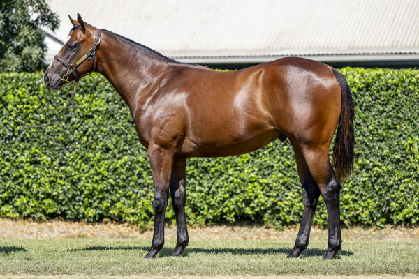 Lot 225: Russian Revolution / Flaming (NZ)