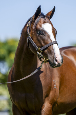 Lot 225: Russian Revolution / Flaming (NZ)