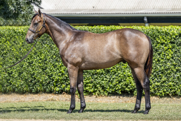 Lot 376: Jonker / Light Mover