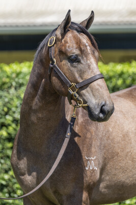 Lot 376: Jonker / Light Mover