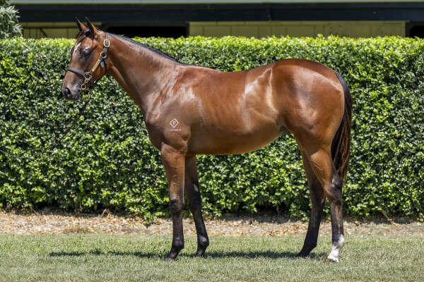 Lot 483: Pierata / Not a Princess