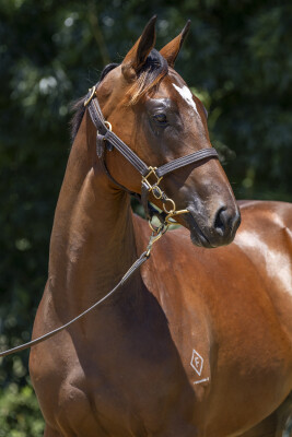 Lot 483: Pierata / Not a Princess