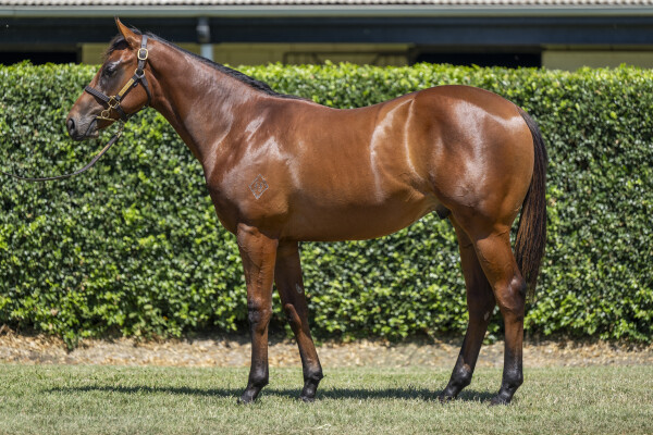 Lot 641: Farnan / Shudabeen