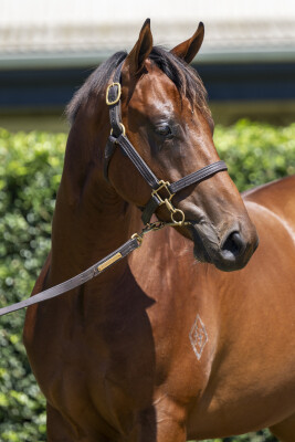 Lot 641: Farnan / Shudabeen