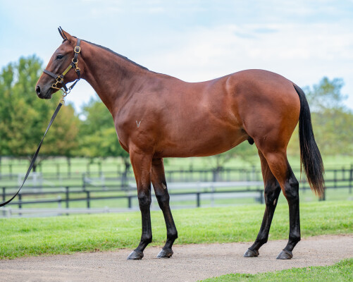 Lot 45: Dundeel (NZ) / Ayemgee