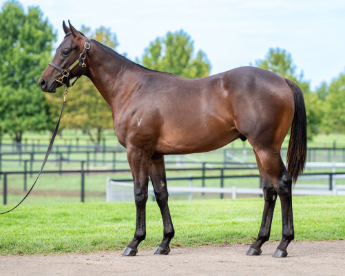 Lot 57: Exceedance / Beechal