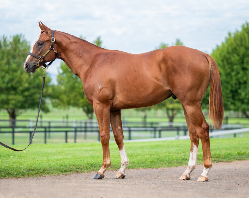 Lot 122: Star Turn / Cocoexcel