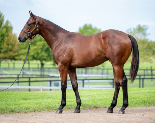 Lot 230: All Too Hard / Florida Girl