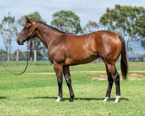 Lot 255: Star Turn / Gold Epona