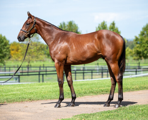 Lot 276: All Too Hard / Harmony Belle