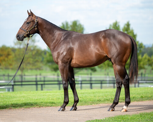 Lot 288: Zousain / Here de Joy