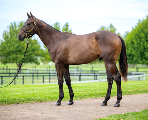 Lot 300: Ole Kirk / Humaliwo