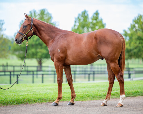 Lot 314: Pinatubo (IRE) / If at First (NZ)