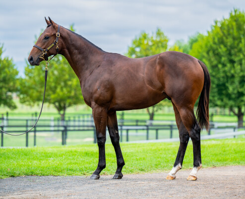 Lot 389: All Too Hard / Lonyx