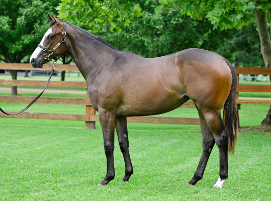 Lot 331: St Mark's Basilica (FR) / Irresistable Girl