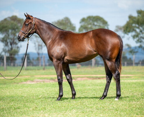 Lot 396: Castelvecchio / Luskin Lass