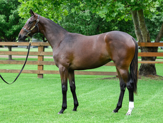 Lot 78: Wild Ruler / Bring Me the Maid