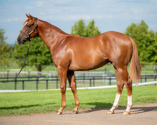 Lot 410: Star Turn / Marvellous That