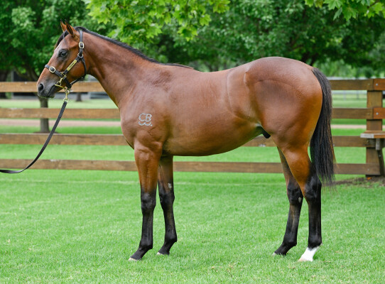Lot 229: Exceed and Excel / Florent