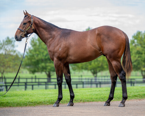 Lot 425: All Too Hard / Miss Eisenstadt