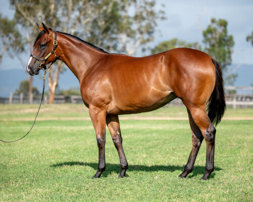 Lot 434: Star Turn / Miss Robbie