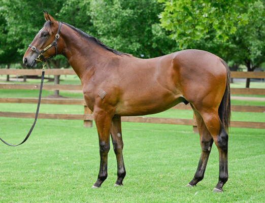 Lot 443: Wootton Bassett (GB) / Monegal