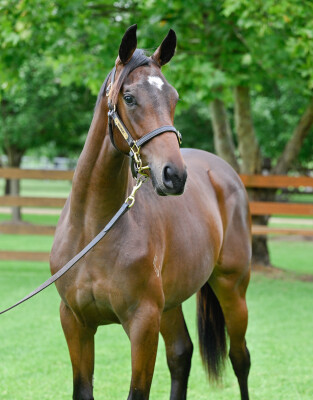 Lot 78: Wild Ruler / Bring Me the Maid