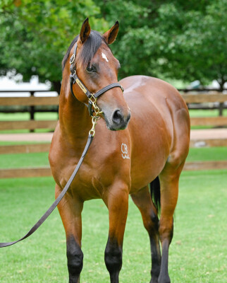 Lot 229: Exceed and Excel / Florent