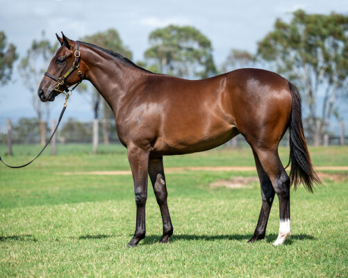 Lot 494: Russian Revolution / Once Epona Time