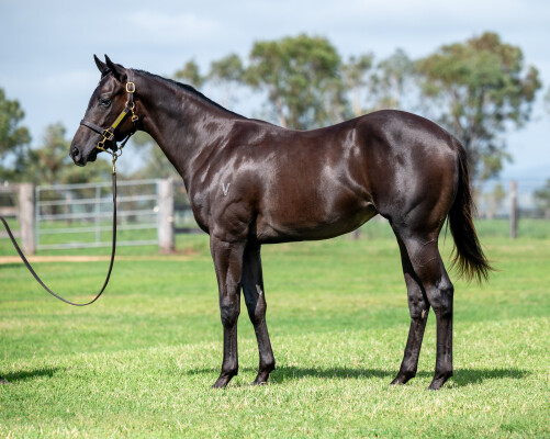 Lot 522: Exceedance / Pierro Belle