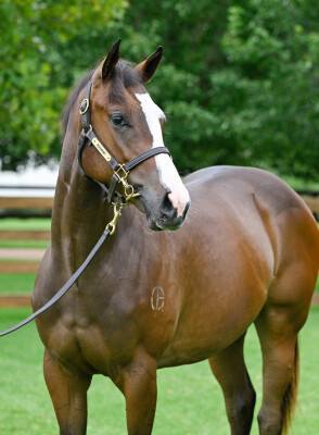 Lot 331: St Mark's Basilica (FR) / Irresistable Girl