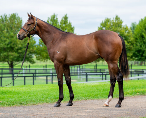 Lot 271: Ole Kirk / Hams Al Lail