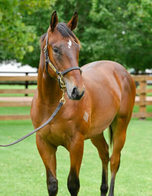 Lot 443: Wootton Bassett (GB) / Monegal