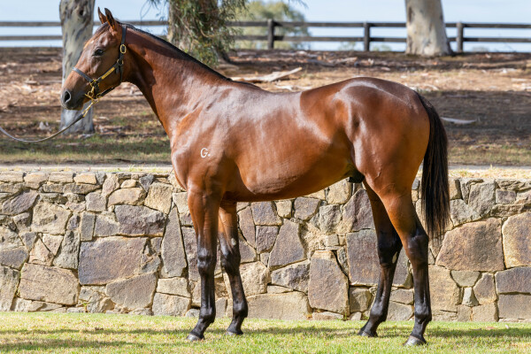 Lot 62: Hellbent / Bellini's Angel (IRE)