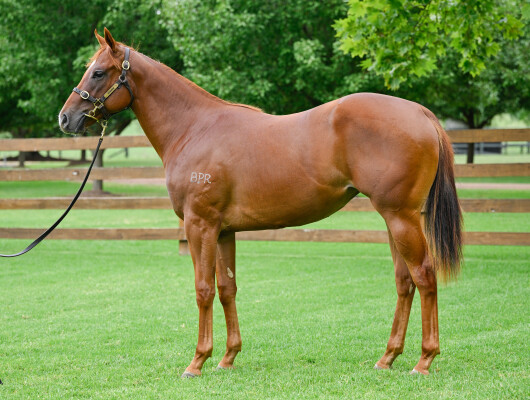 Lot 478: Zousain / Nitsa