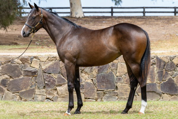 Lot 222: Wild Ruler / Firebird Flyer (NZ)