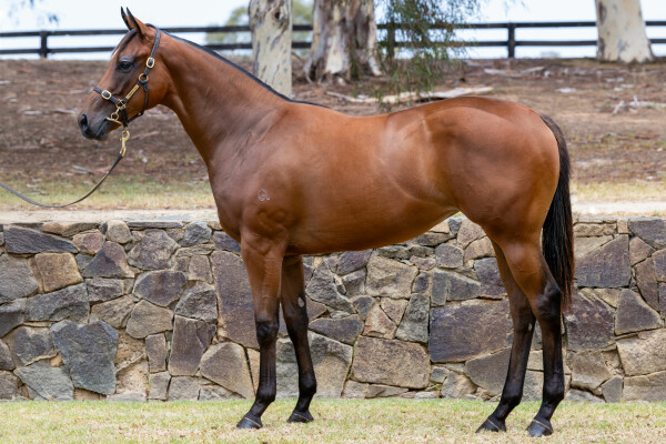 Lot 585: Pierata / Rock Robster