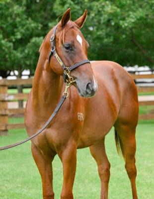 Lot 478: Zousain / Nitsa