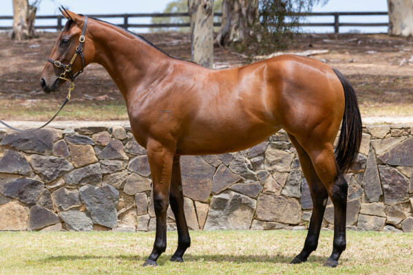 Lot 615: Nicconi / Screebe