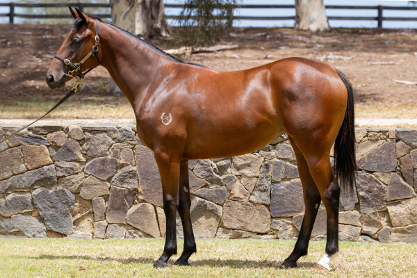 Lot 685: Bivouac / Stargazing (NZ)